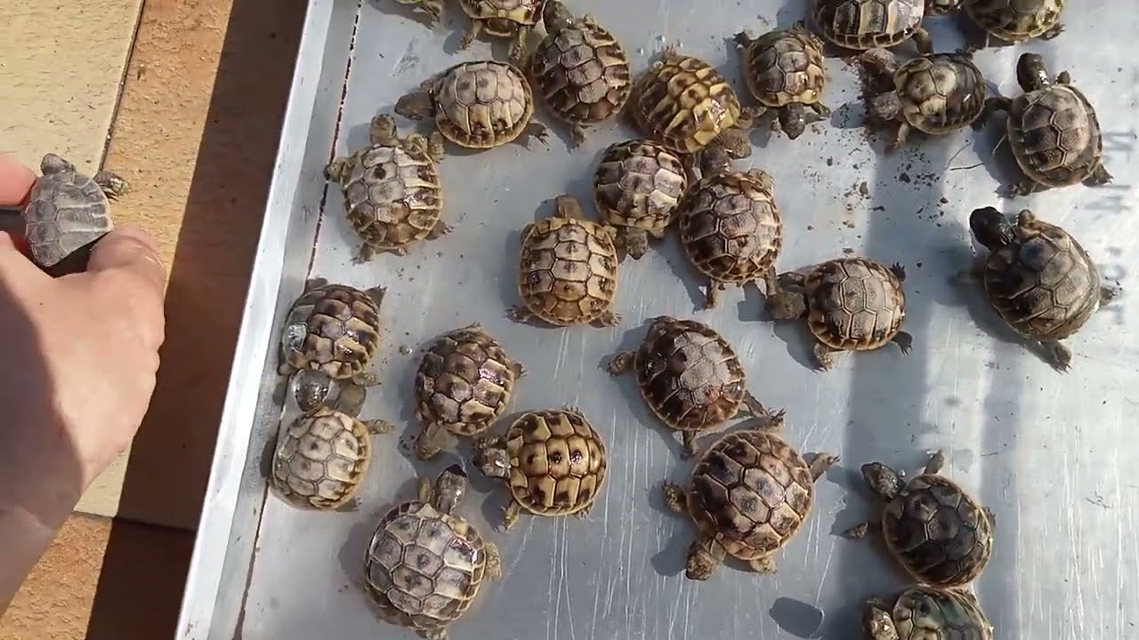 Primo letargo delle tartarughe: l'idratazione🫧🐢