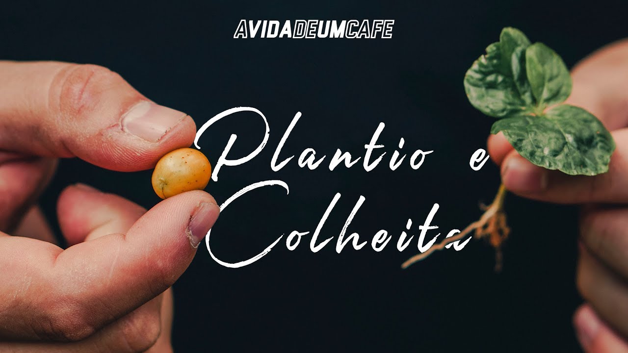 A Vida de um Café - Plantio e Colheita