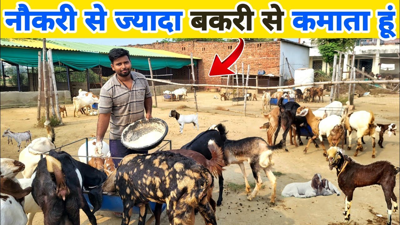 सरकारी नौकरी से ज्यादा बकरी पालन से कमाता हूं | Successful goat farmer