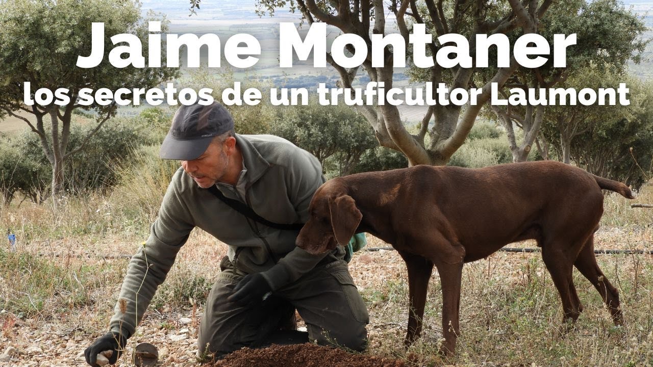 Entrevista con Jaime Montaner, todos los secretos de un truficultor Laumont