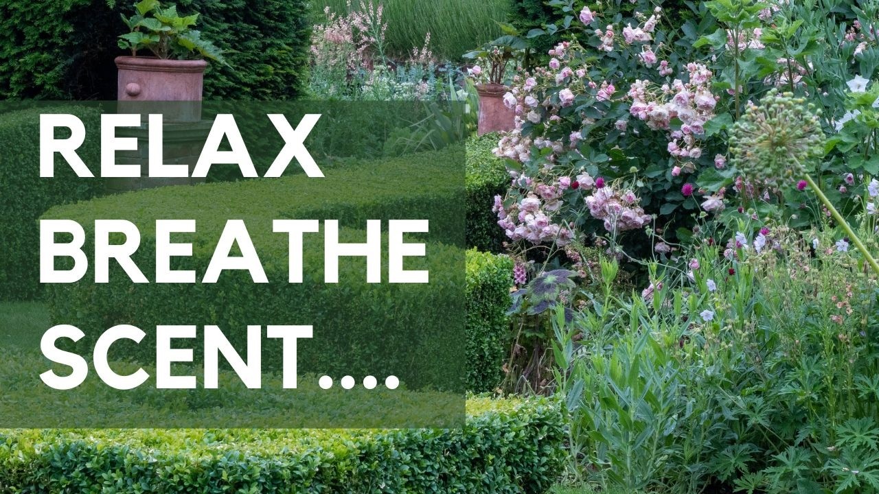 10 top scented plants to transform your garden and lift your mood