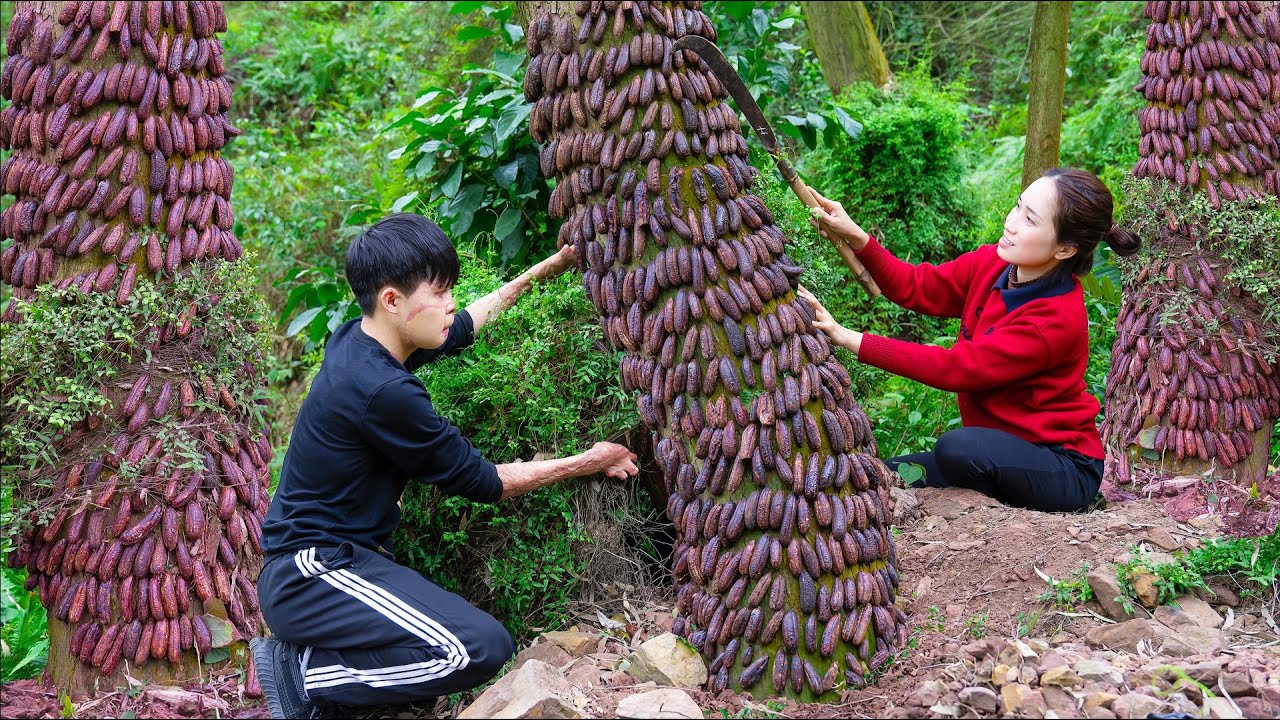 Harvesting Black Forest Banana - A fruit That Is Mounted On A Tree To Dry Goes to the market sell