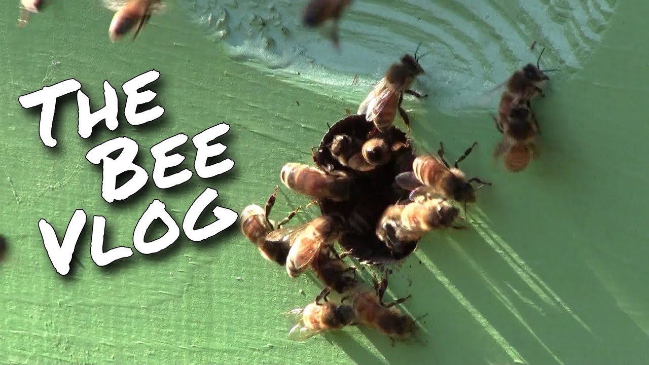 Checking on winter survivors - Bee Vlog #162 - Feb 14, 2015