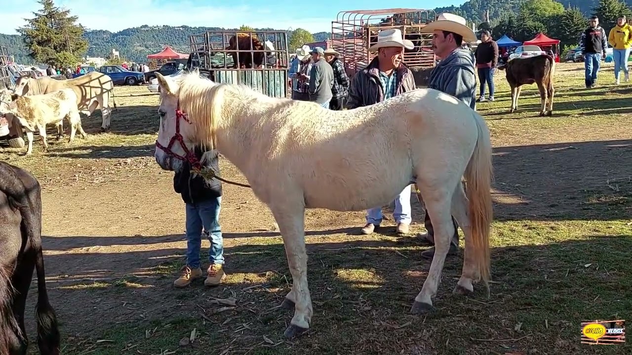 PLAZA GANADERA-TEXCATITLAN-BUENOS CHIVOS,BUENOS TOROS-CABALLOS Y UNOS PAISAJES INCREIBLES.