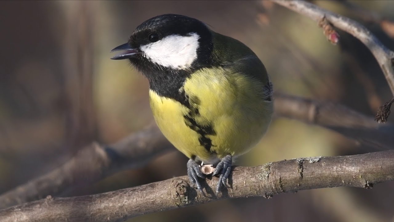 The Great tit (Parus major) eating. Latvia, Iecava.