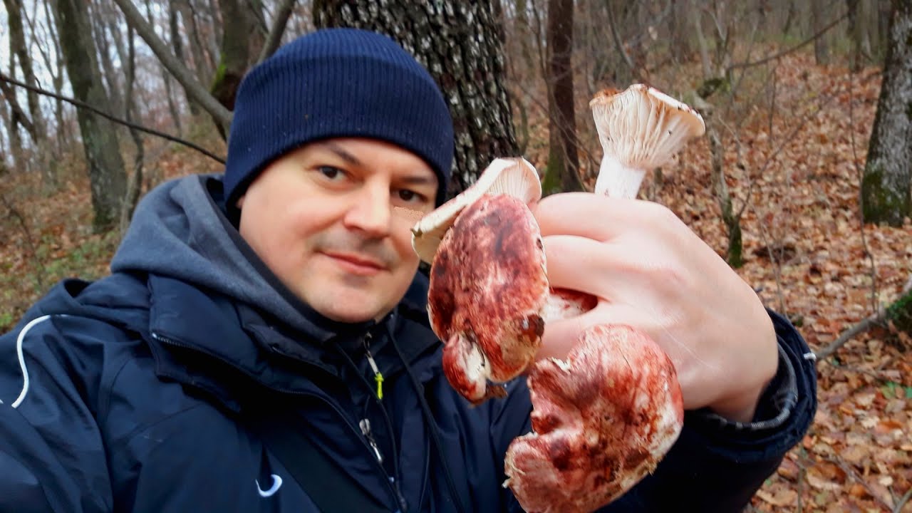 Berba Gljiva 19 * Medenka * Hygrophorus russula
