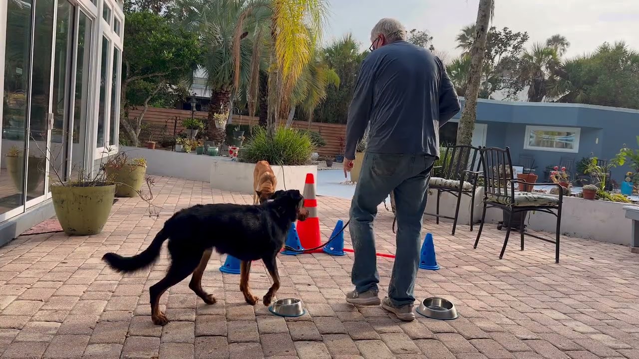 Luna Zara bowl games 
