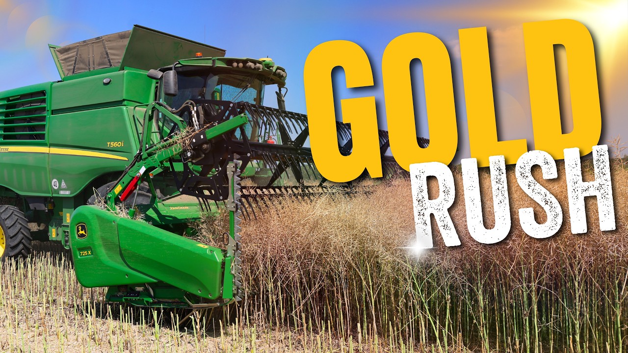 Harvest 2026 From Above | Oilseed Rape Combining in the UK