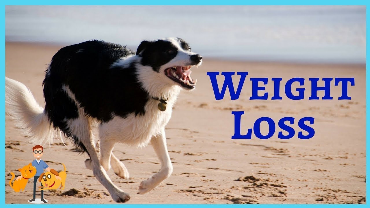 How to put your pet on a diet! The Ultimate Weight Loss Program