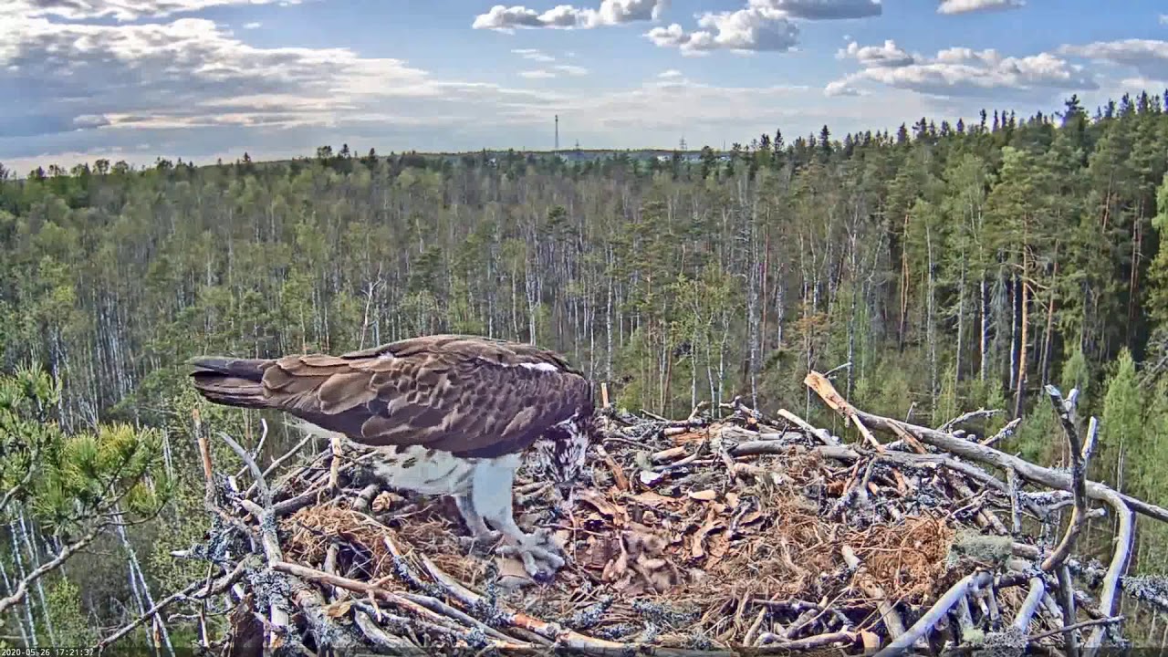 Kalakotkas::Pandion haliaetus - Feeding two chicks 2020-05-26