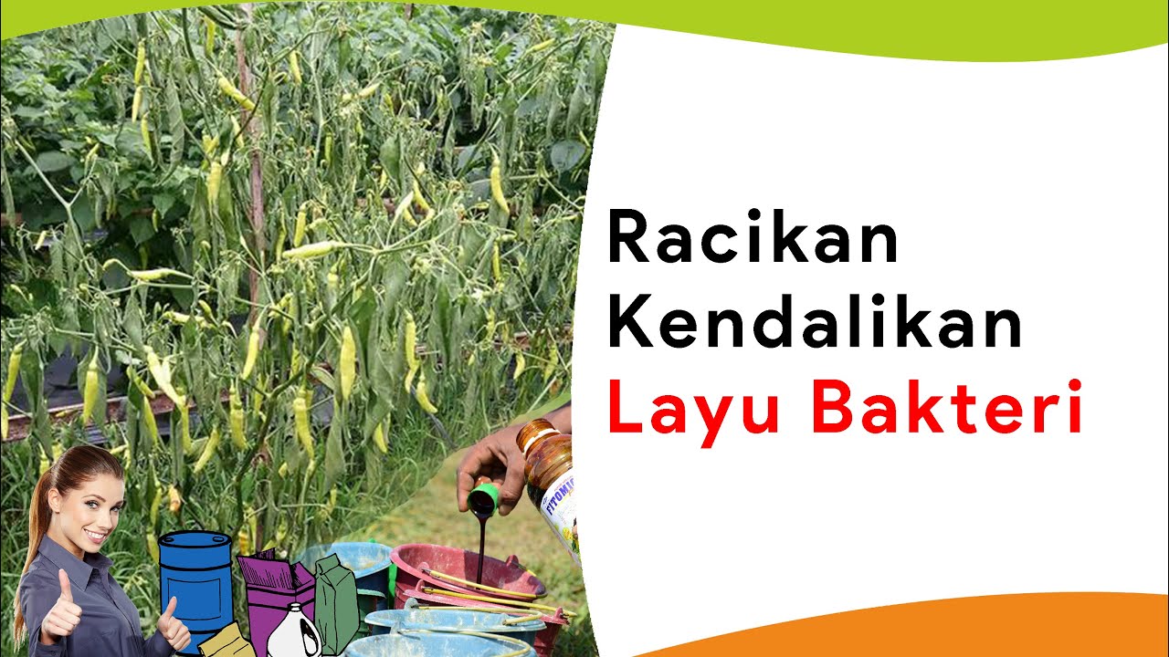 Racikan Fungisida + Pupuk Mengobati dan Mengendalikan Layu Bakteri Cabe