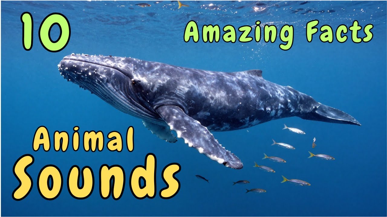 10 Animal Sounds & Amazing Facts 🐋🐬 | Real Animal Sounds for Kids