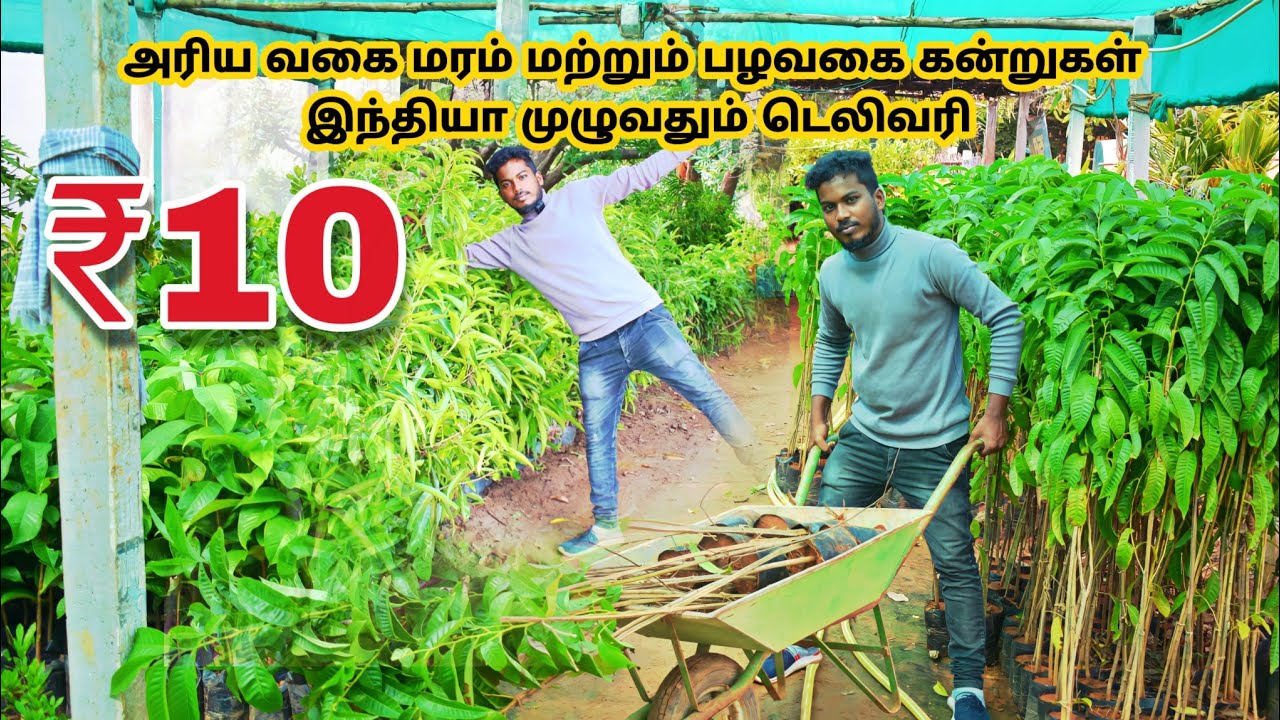 ஒரு செடியாக இருந்தாலும் டெலிவரி / Best and Cheapest Nursery online/Fruits &out door, planets,Timbers
