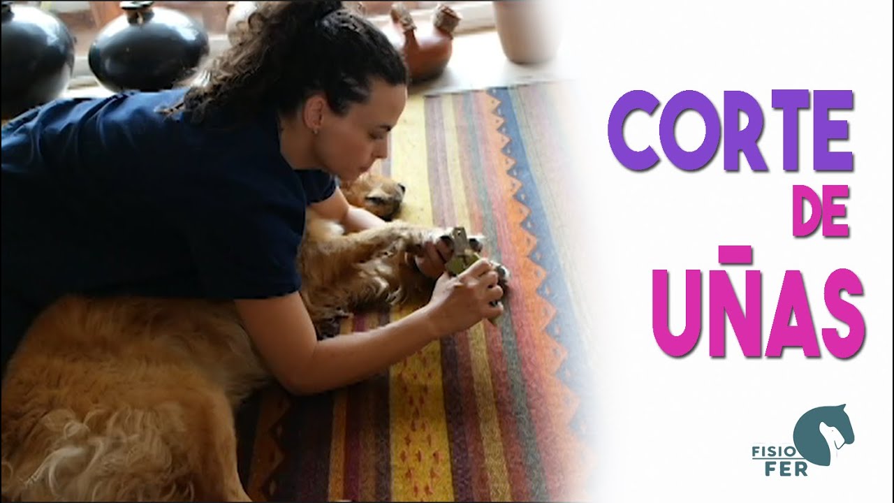 Todo lo que debes saber sobre como cortar las uñas de tu perrito
