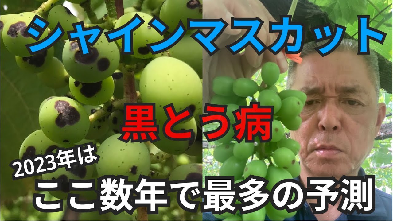 山梨県ぶどう栽培 2023年は黒とう病が多発予想