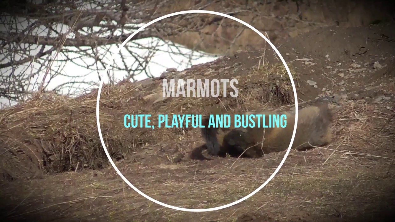 Cute, playful and bustling marmots in the Italian Alps