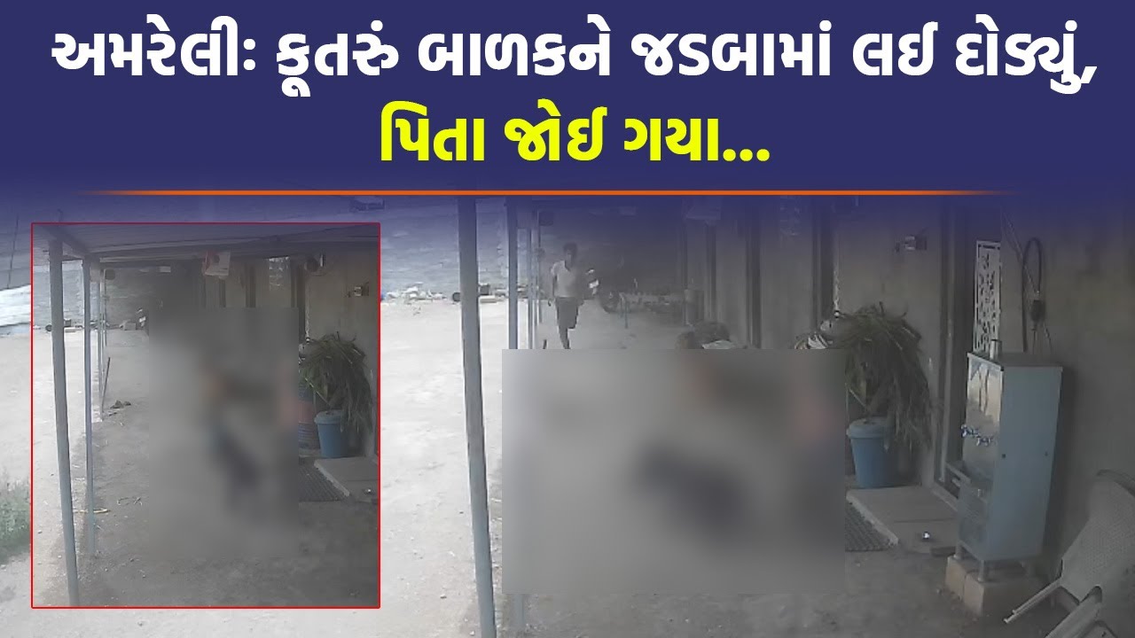 Amreli: કૂતરાંએ બાળકને ફેંદી નાખ્યું, પાવડો લઈ દોડ્યા પિતા જુઓ CCTV