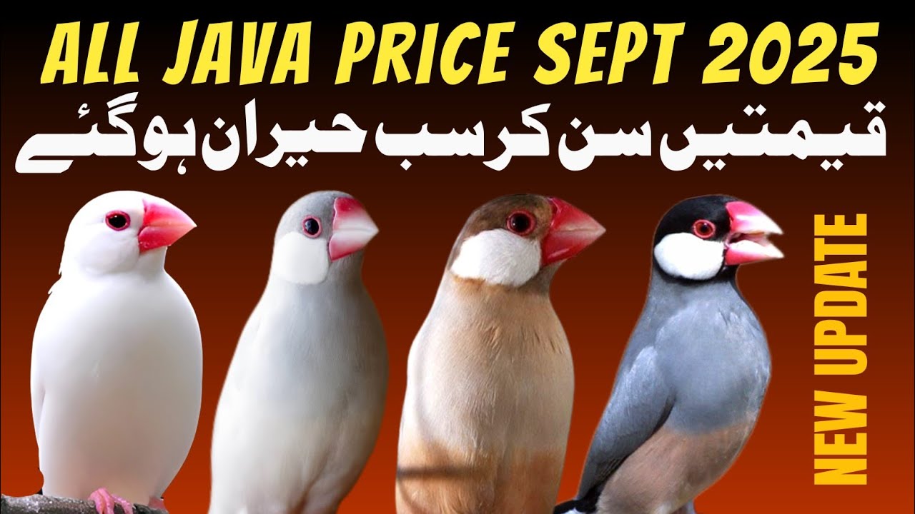 All java Finch New Price | java sparrow price update | java finch market price