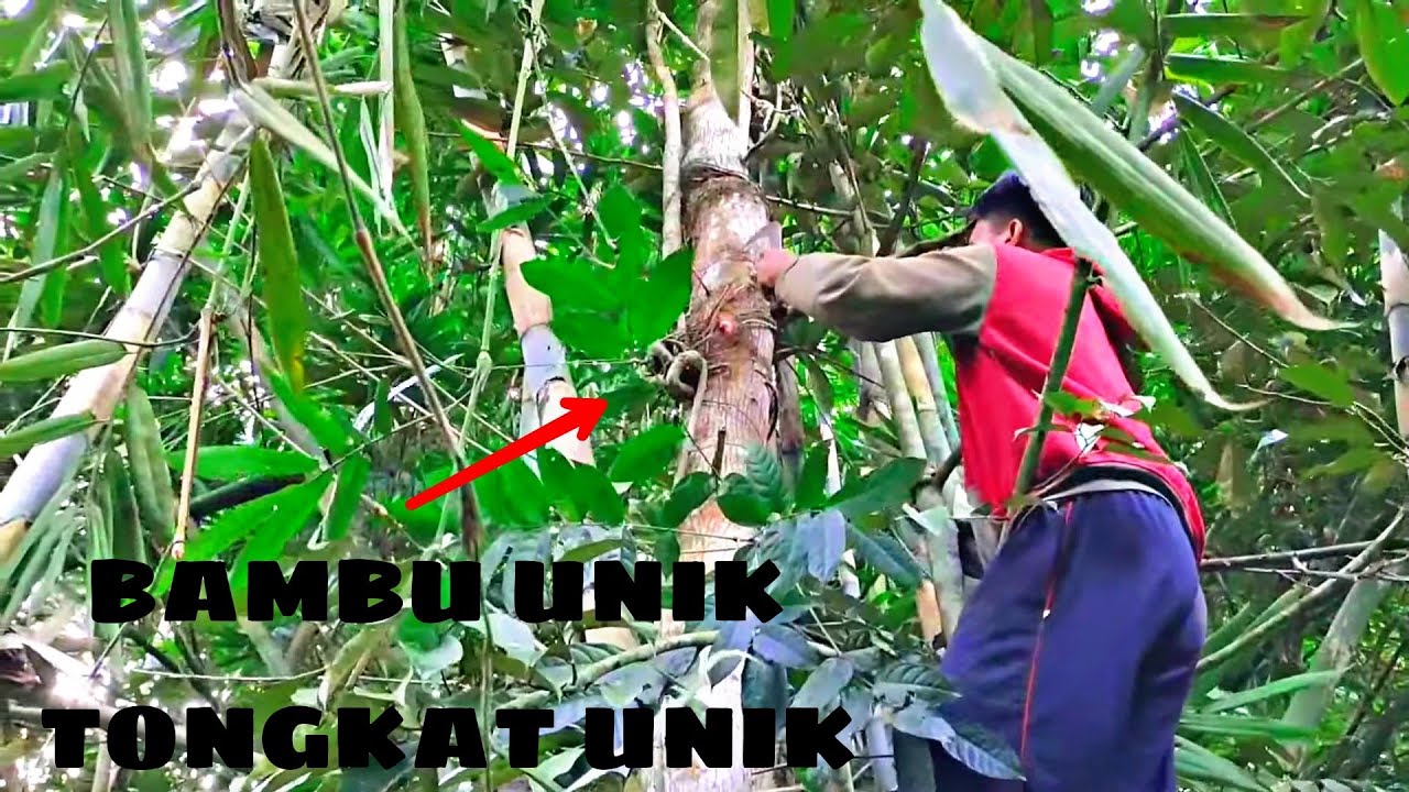 BAMBU UNIK JALU SULUR DAMPIT TONGKAT UNIK KAYU MINGMANG TELOGOSARI