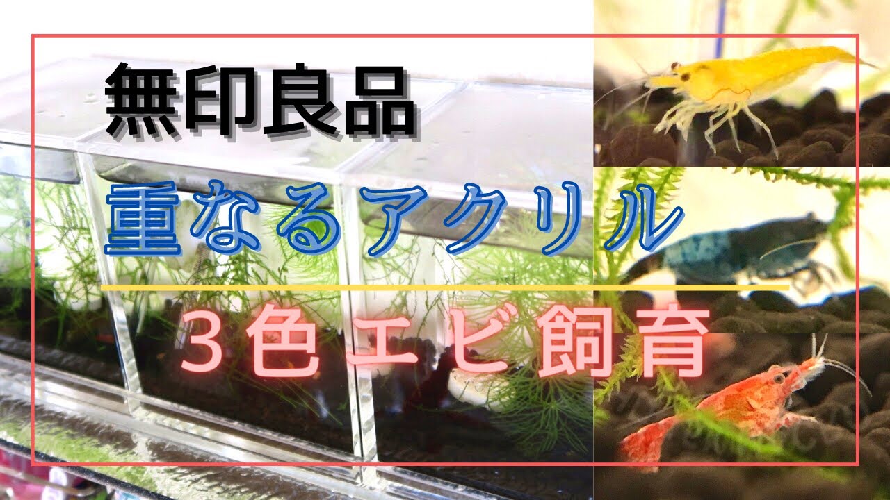 【アクアリウム】無印良品グッズで３色のエビ飼育【Colorful Shrimps】