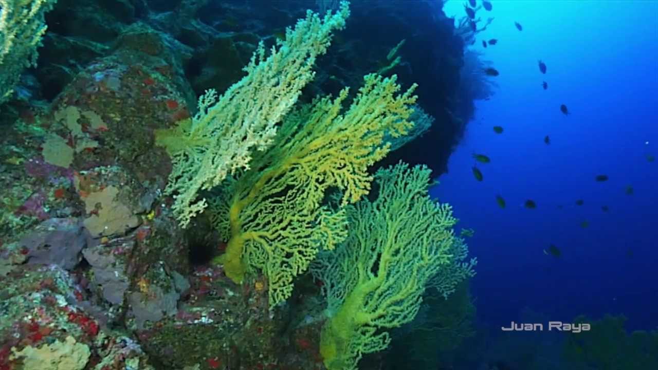 Underwater paradise