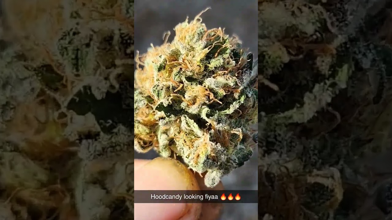 Hoodcandy 🔥