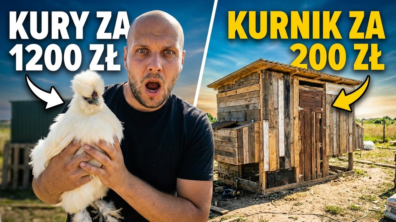 Kurnik za 200 zł vs Kury za 1200 zł. Czy to ma sens?