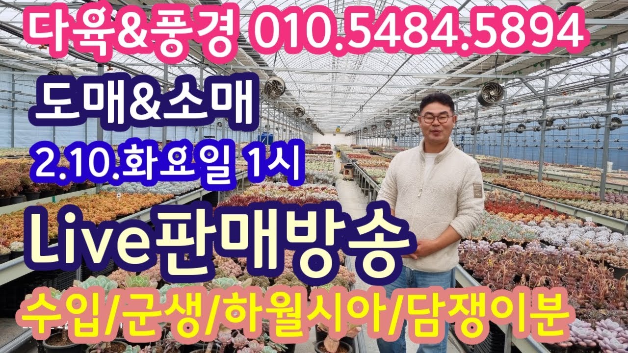 2.10.다육 라이브  판매방송 💕 수입다육/군생다육/하월시아/담쟁이분 💕 다육&풍경 010.5484.5894