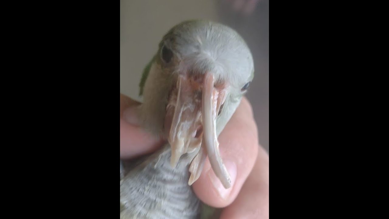 Una cotorra con un extraño pico