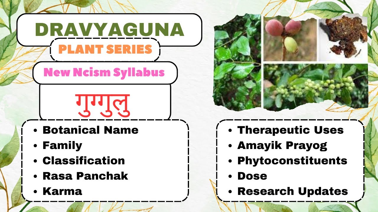 GUGGULU | Dravyaguna Plants Series |#bams2ndyear#plants#gout#gathiyarog#dravyaguna#guggul#arthritis