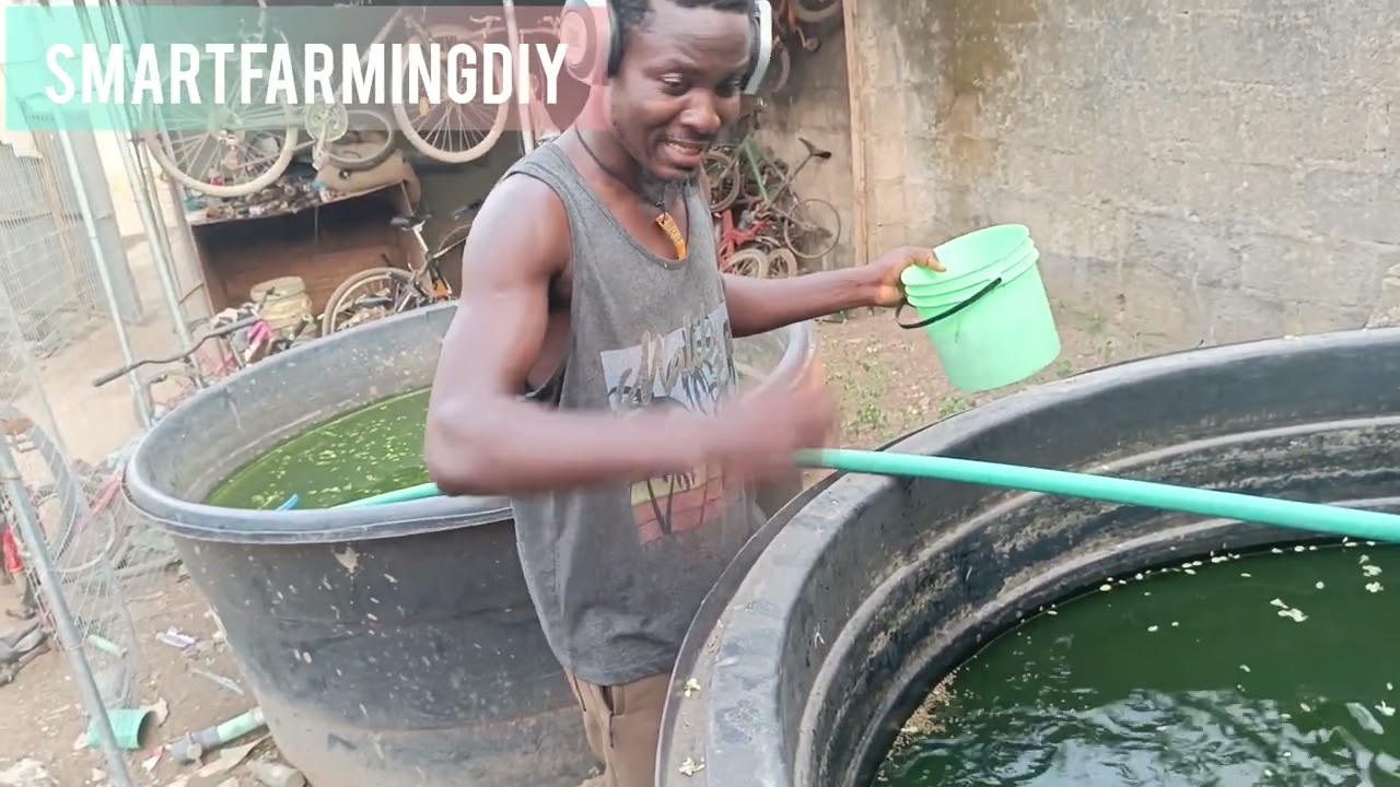 How To Feed Fish