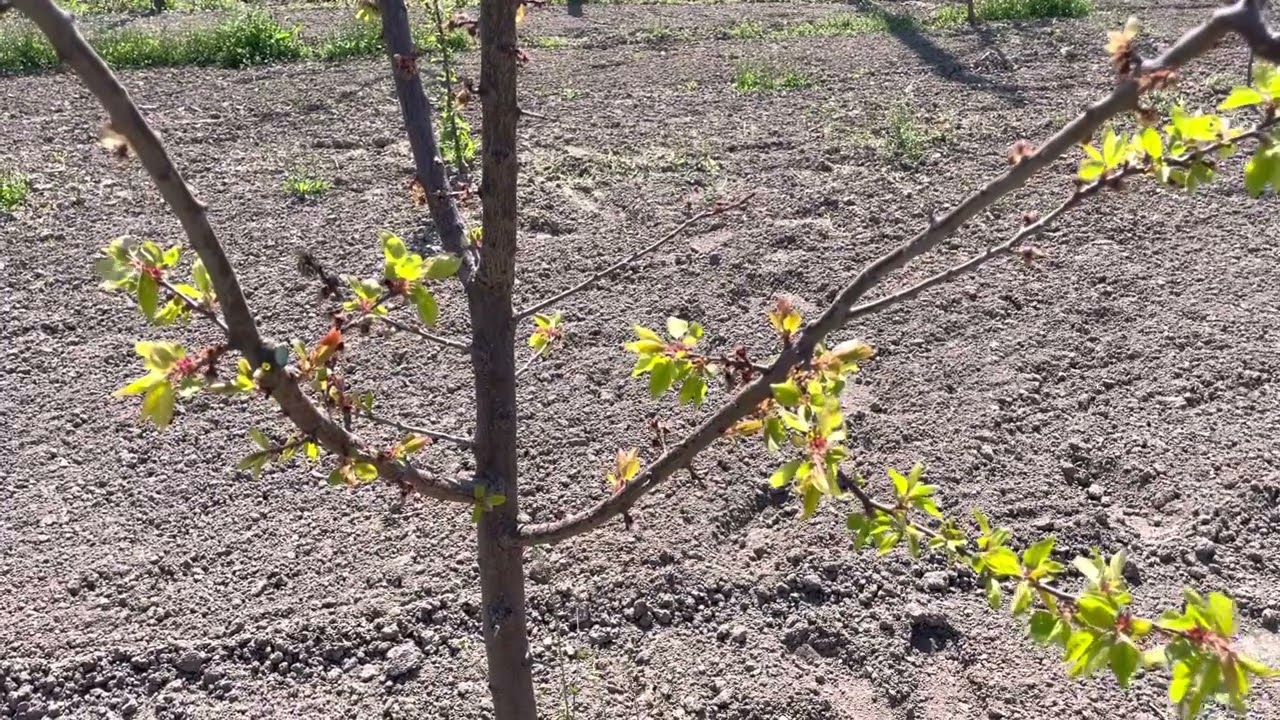 Стійкі до моніліозу сорти абрикос
