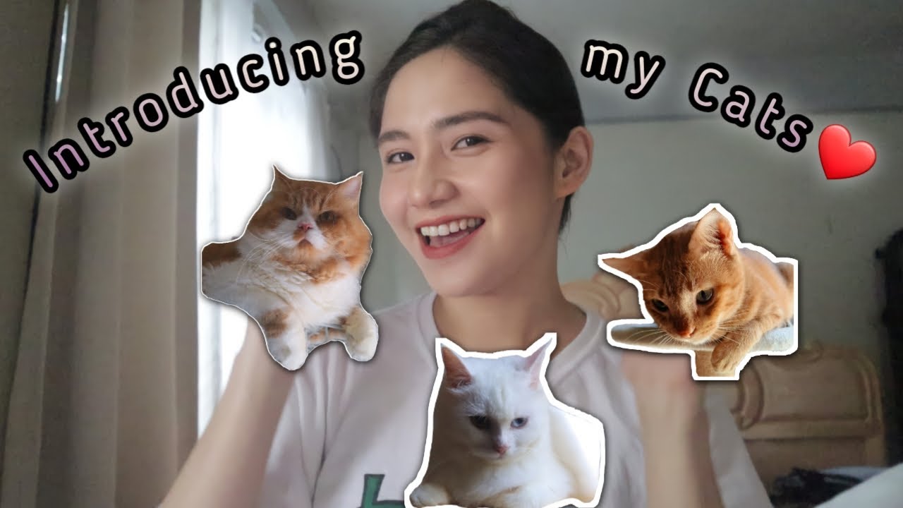 Meet my cats