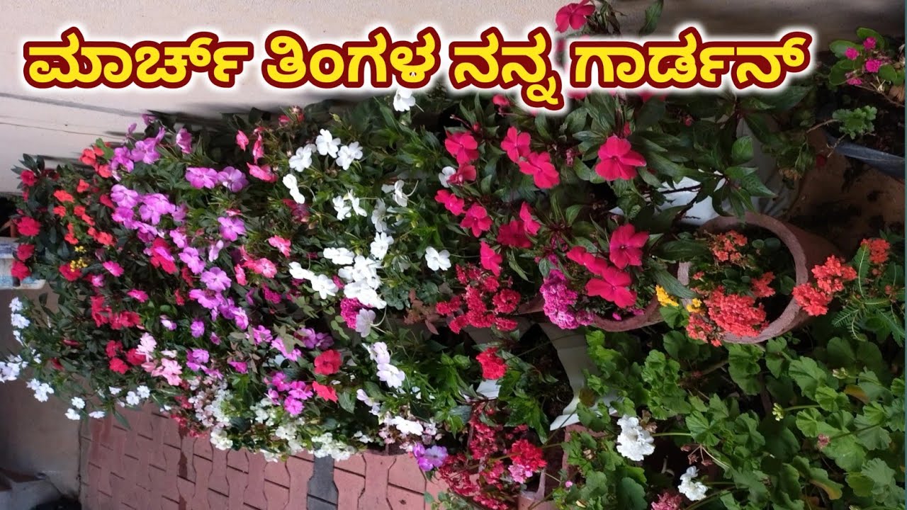 ಮಾರ್ಚ್ ತಿಂಗಳ ನನ್ನ ಗಾರ್ಡನ್ ಮತ್ತು ಟಿಪ್ಸ್ / march month my garden overview 