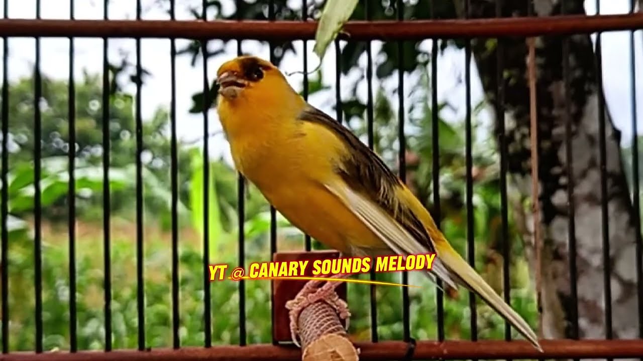 Canário com Canto Raro e Forte – Ótimo para Seu Mestre Canário HD - CANARY SOUND MELODY
