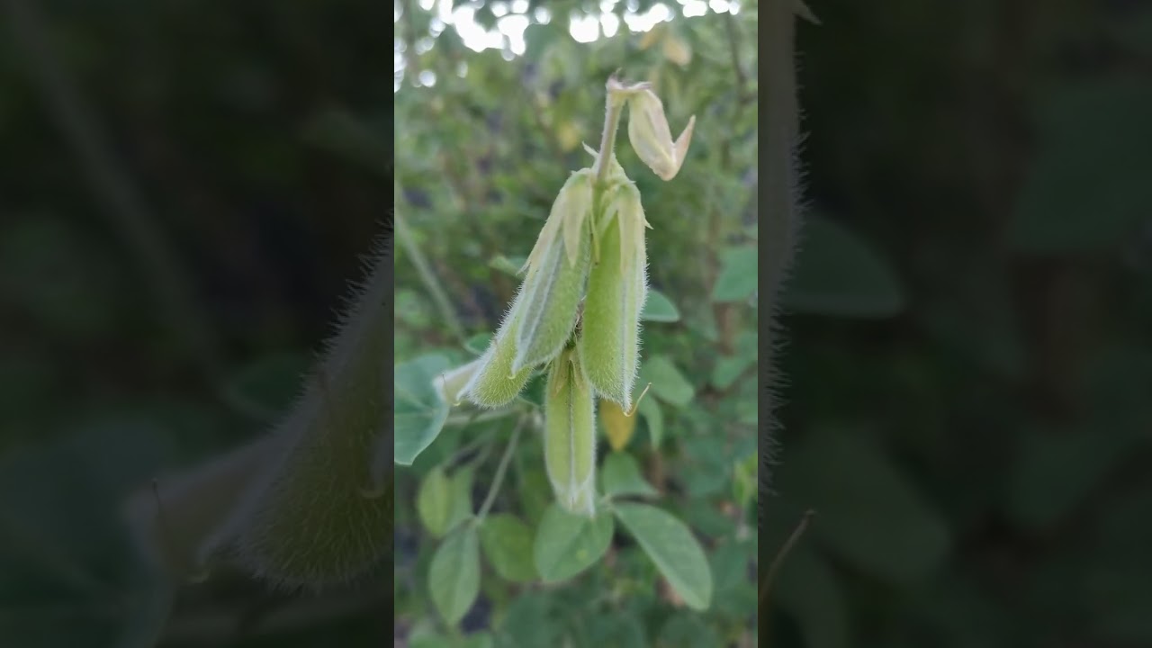 CROTALARIA PALLIDA - The 