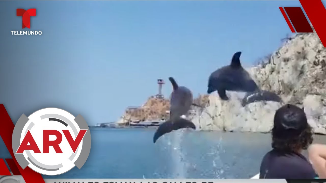 Animales toman las calles de la ciudades en cuarentena por coronavirus | Al Rojo Vivo | Telemundo