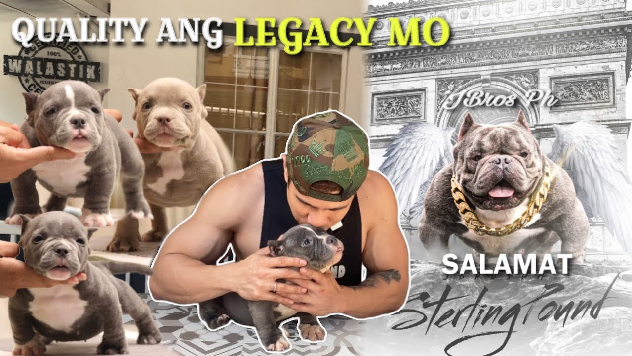 Tribute for STERLING POUND! 💛🙏🏻 NANO EXOTIC BULLY PUPPIES • Sam Walastik