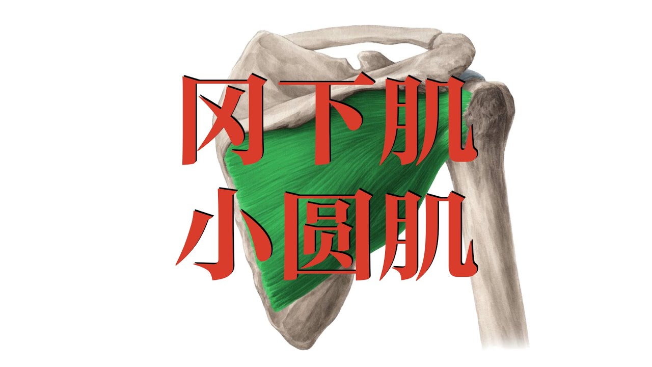冈下肌小圆肌  Theinfraspinatus and teres minor muscle