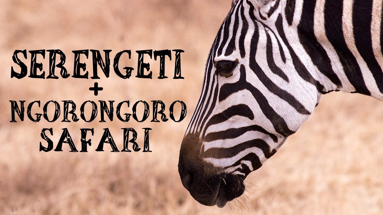 G ADVENTURES SERENGETI SAFARI TO ZANZIBAR