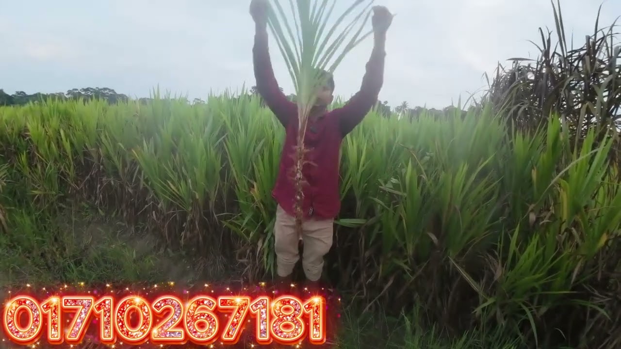 ইন্দোনেশিয়ান স্মার্ট নেপিয়ার 🌱 কম সময়ে বেশি ঘাস | দুধ ও মাংস উৎপাদনে সেরা