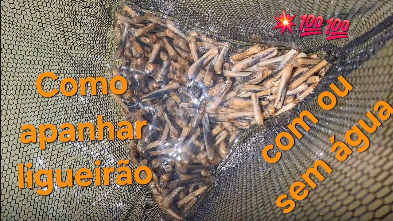 💥 Como identificar e apanhar ligueirão com e sem água 💯 2025