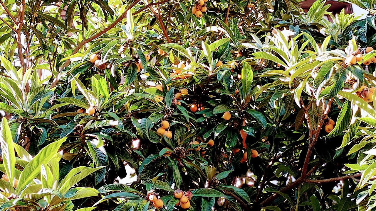 Loquat (Eriobotrya japonica) yield on various trees in Germany