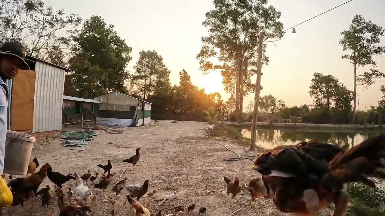 Farm Life Morning &ndash; Feeding Chickens at Sunrise | ATH Farm TVCAM