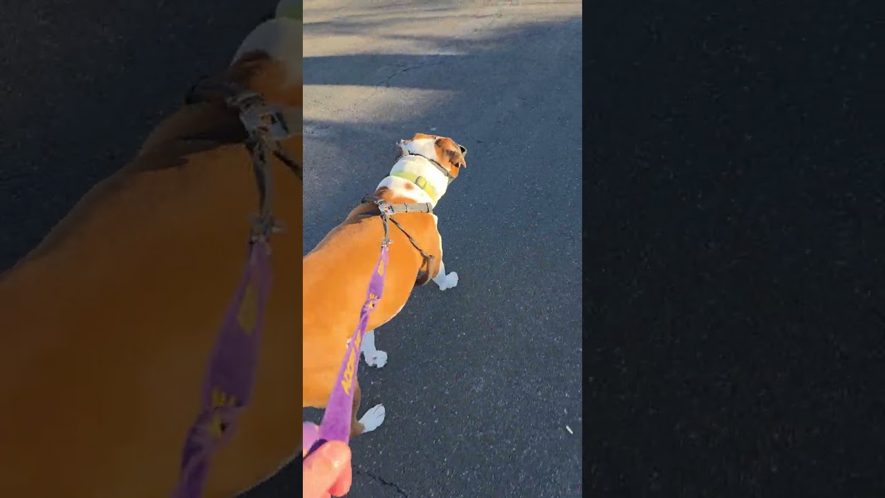 Ellie's Walk Cam Day 791, Tons of Trouble! #dog #dogwalk