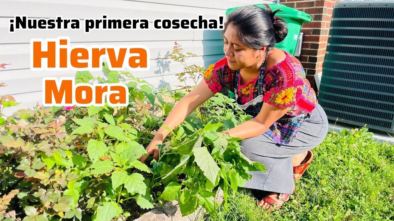 😱VEAN NUESTRA PRIMERA COSECHA DE QUILETE O MÁS CONOCIDO COMO HIERVA MORA😋