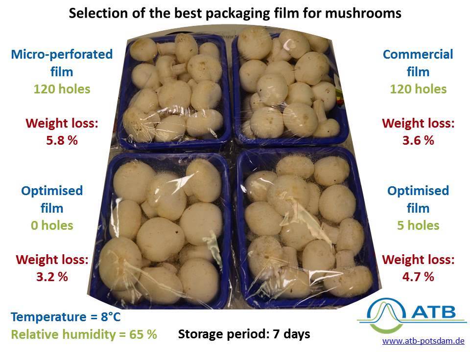 Mushroom Packed in different packaging materials