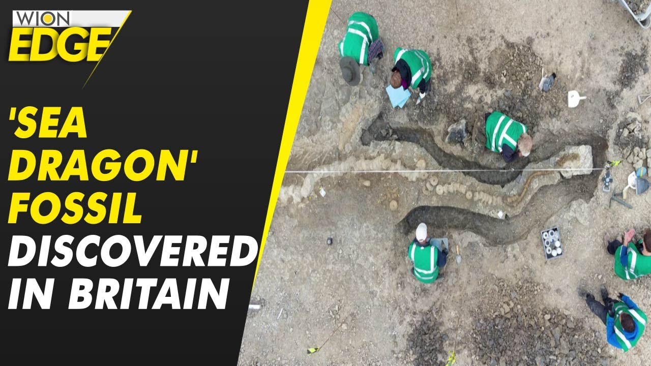 Fossil remains of ichthyosaur discovered in Britain | Sea Dragon | WION Edge