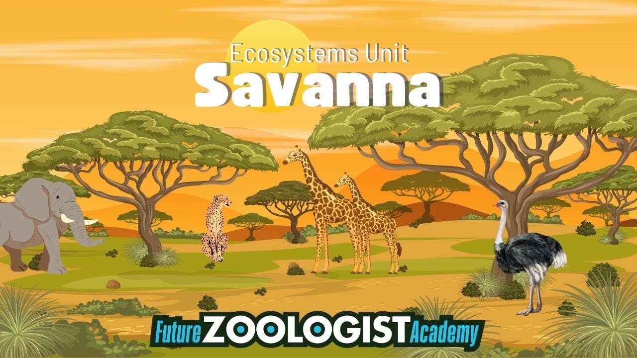 Savanna Ecosystems | How Plants and Animals Survive on the Savanna