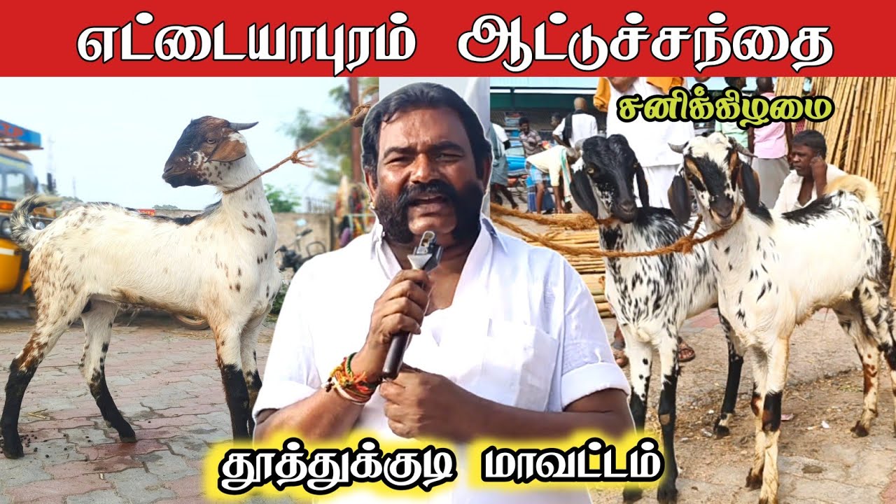 எட்டயபுரம் ஆட்டு சந்தை / சனிக்கிழமை / தூத்துக்குடி மாவட்டம்